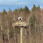 شقة Kleine Perle Mit Bodenseeblick Und Sonnenterrasse دايزندورف